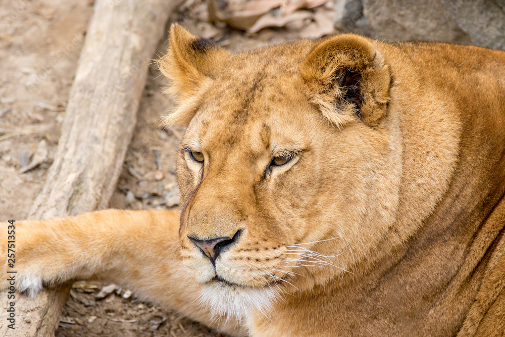 muzzle wild animal adult lioness resting muzzle wild animal adult lioness resting