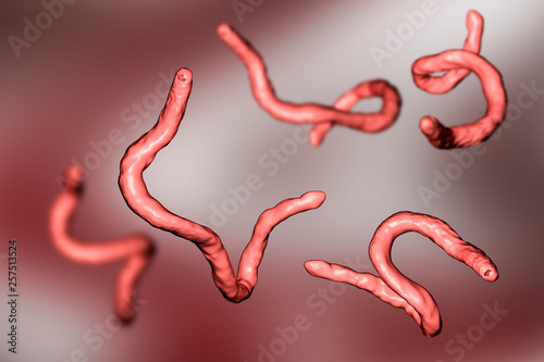 Parasitic hookworm Ancylosoma, 3D illustration. Ancylostoma duodenale can infect humans, dogs and cats, its head has several tooth-like structures photo