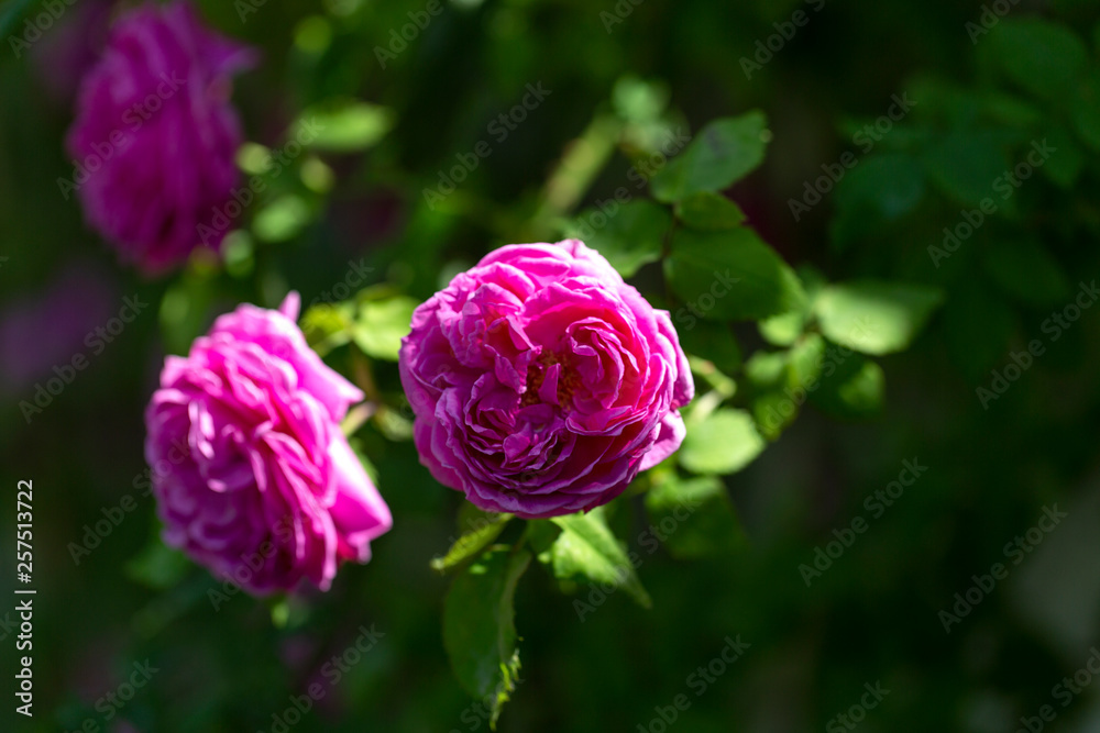 Colorful Pink Red Yellow White Rose and Flowers Colorful Pink Red Yellow White Rose and Flowers