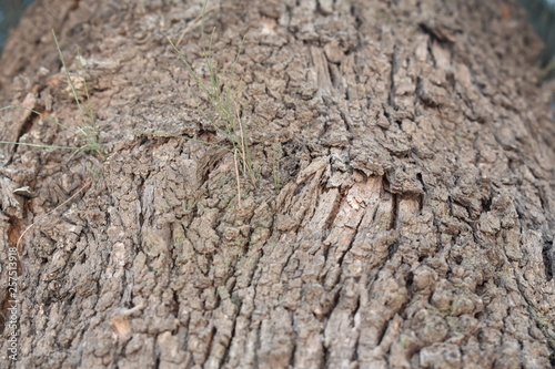 Close up de corteza de árbol grisácea