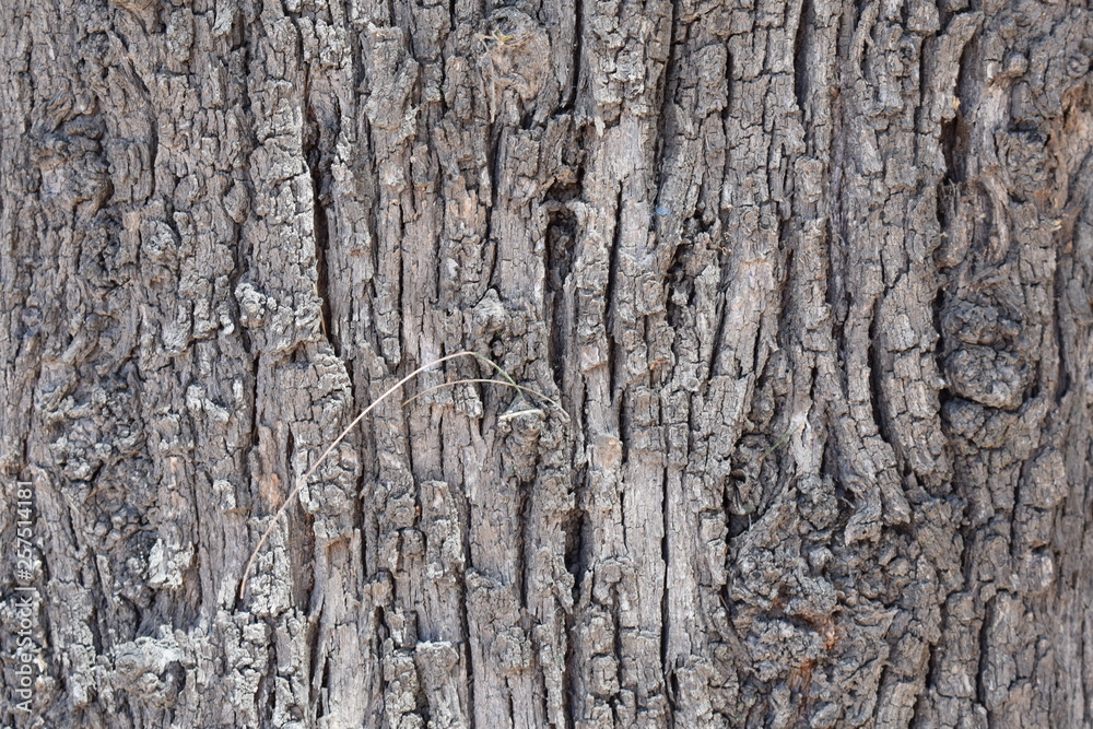 Close up de corteza de árbol rugosa Close up de corteza de árbol rugosa
