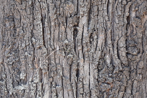 Close up de corteza de árbol rugosa