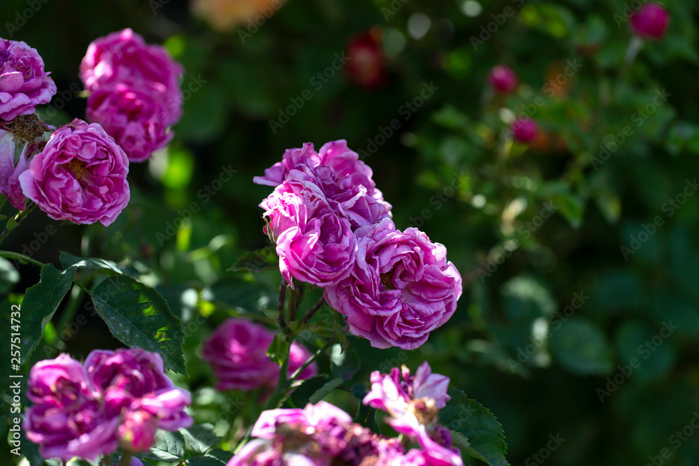 Colorful Pink Red Yellow White Rose and Flowers Colorful Pink Red Yellow White Rose and Flowers