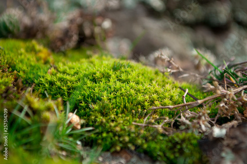 Close-up of a patch of green moss. Explore micro nature.