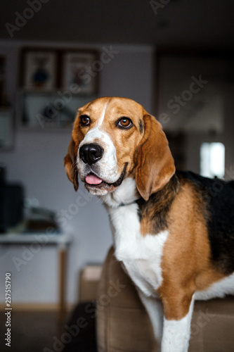 Beautiful beagle dog stands in the room and looks away