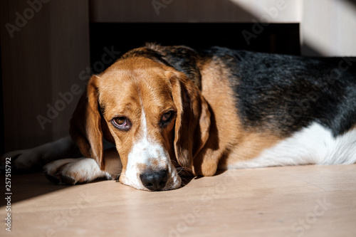 Beautiful beagle dog resting on the floor