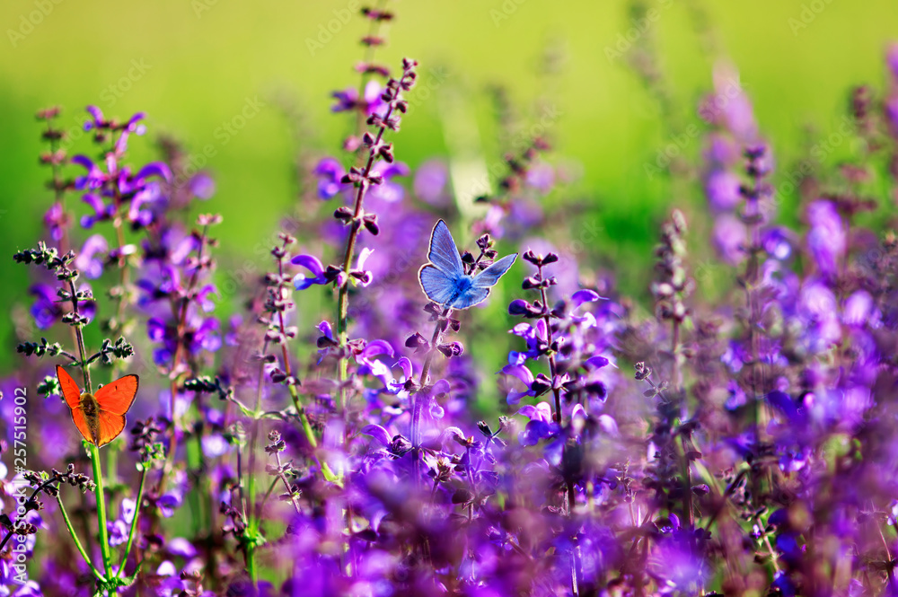 Naklejka premium two bright pigeon butterflies of different colors fly on purple flowers on a Sunny summer day in a rural meadow