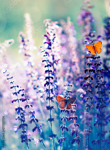 natural greeting card with two small bright orange butterfly pigeon sitting o...