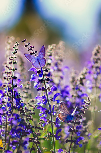 natural background with two small bright blue butterfly Blues sitting on purp...