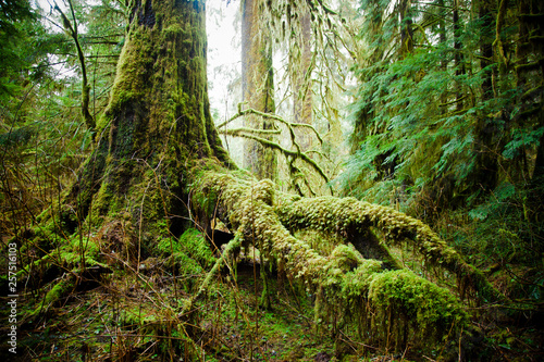 View of moss tree root in the forest