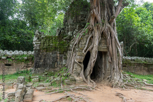 Tree with huge overground roots clinging to an ancient khmer gate at Angkor