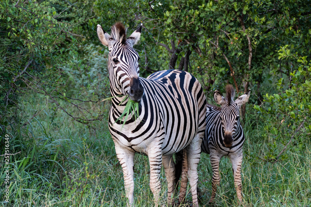Fototapeta premium beautiful african zebra