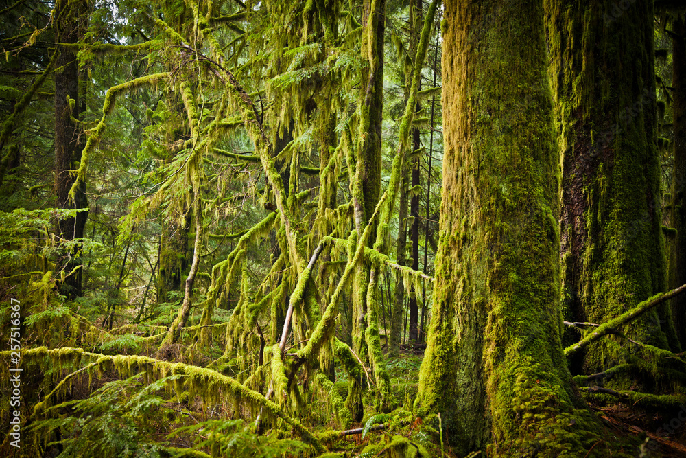 Lush moss covered forest. Lush moss covered forest.