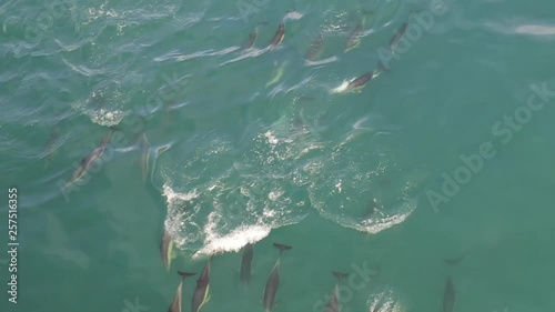 Aerial view of dolphins travelling in open water