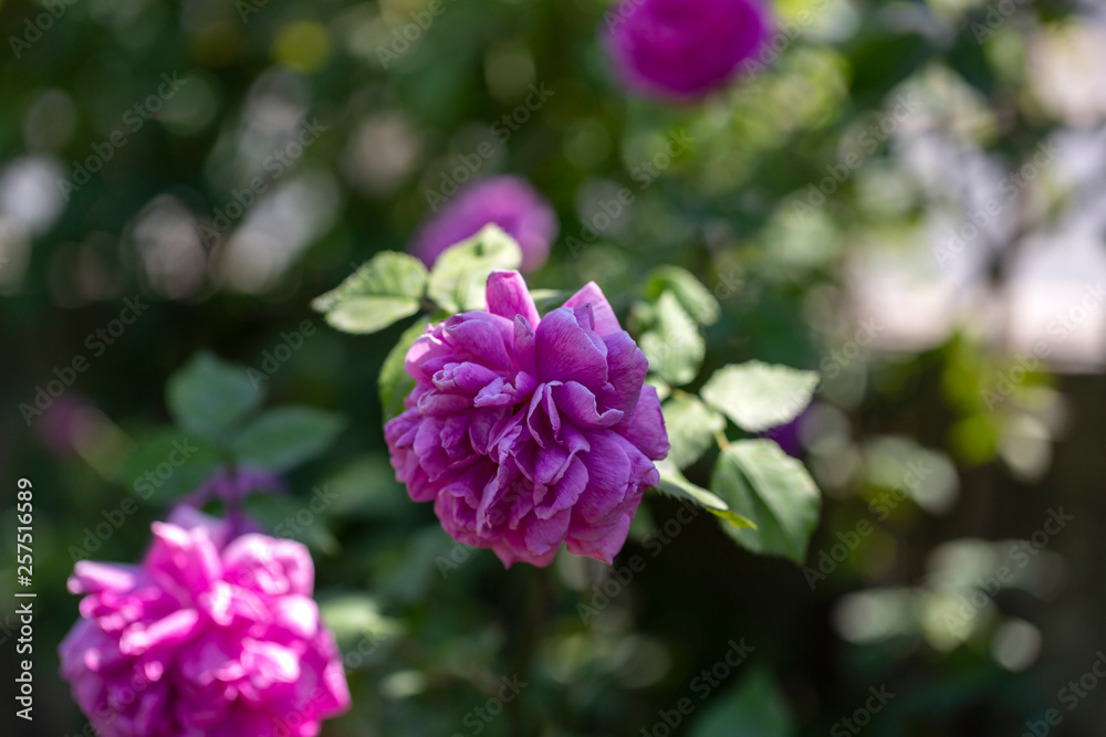 Fototapeta premium Colorful Pink Red Yellow White Rose and Flowers