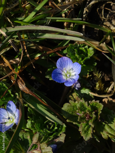 Close-up of Birdeye speedwel spring flower, common field-speedwell,Persian speedwell, large field speedwell, winter speedwell photo