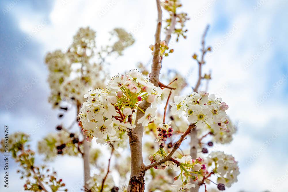 Spring flowers and blossoms with bees pollinating Spring flowers and blossoms with bees pollinating