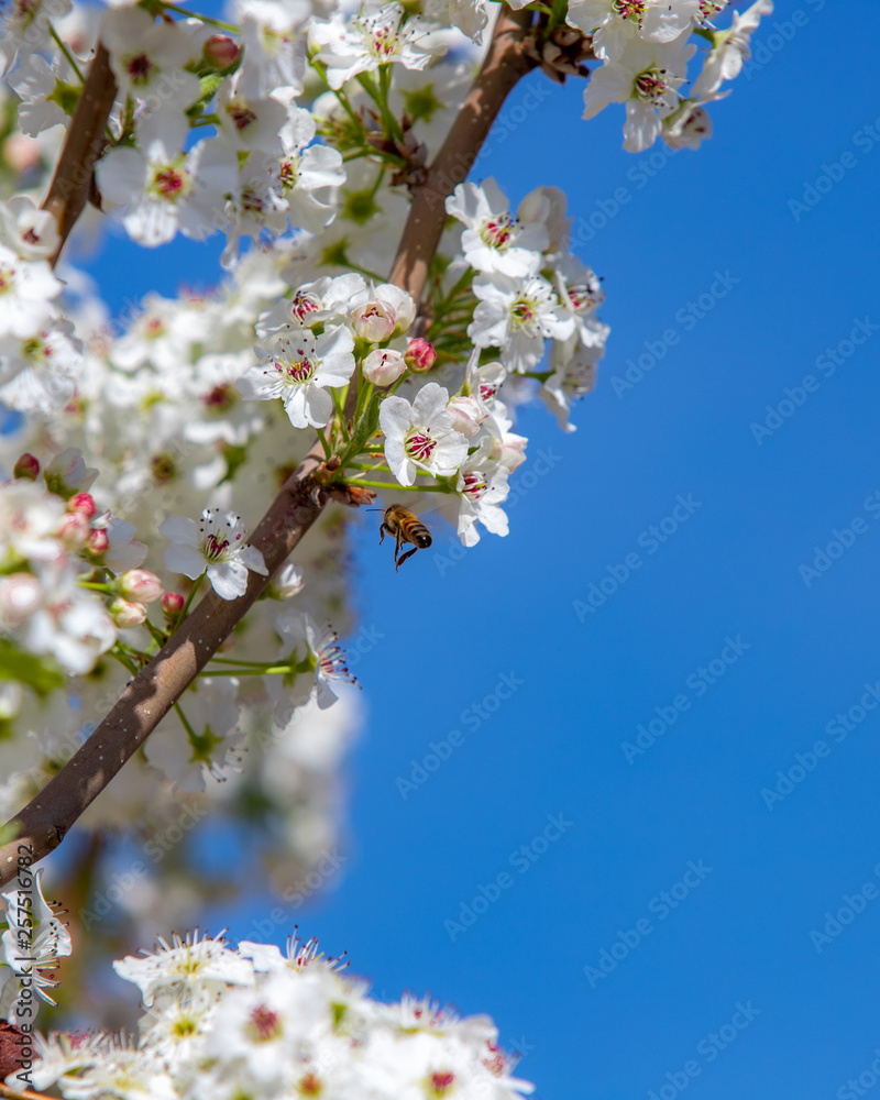 Spring flowers and blossoms with bees pollinating Spring flowers and blossoms with bees pollinating