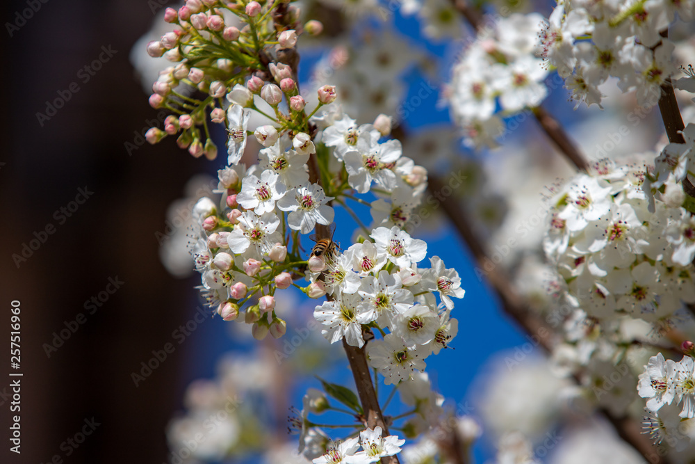 Spring flowers and blossoms with bees pollinating Spring flowers and blossoms with bees pollinating