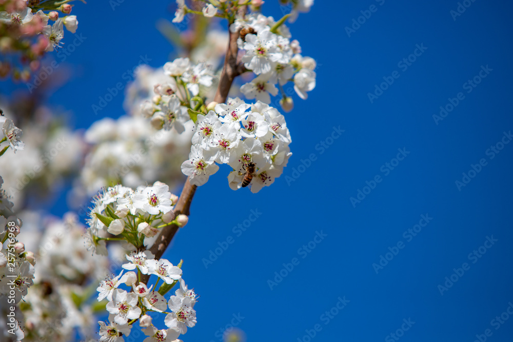 Spring flowers and blossoms with bees pollinating Spring flowers and blossoms with bees pollinating