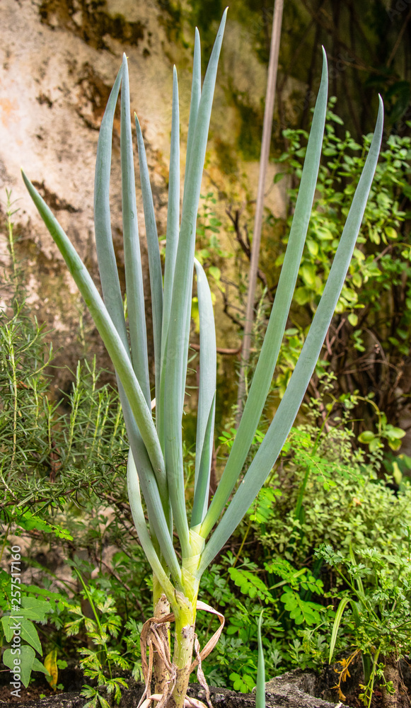 Fototapeta premium cebolinha