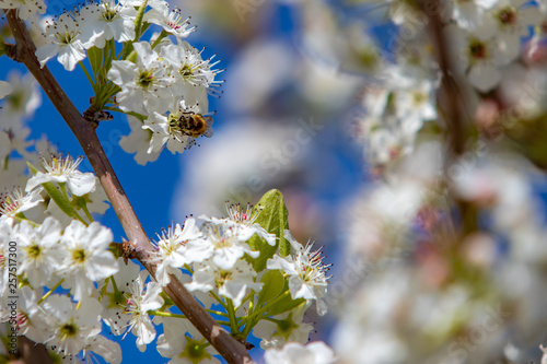 Spring flowers and blossoms with bees pollinating