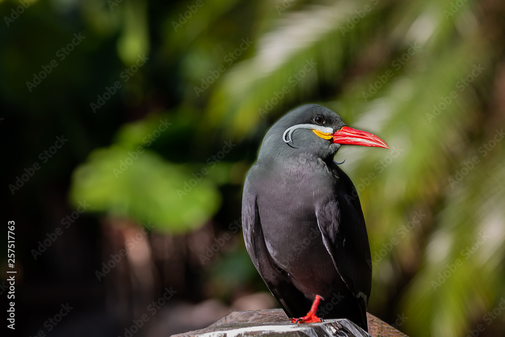 South American Inca Tern