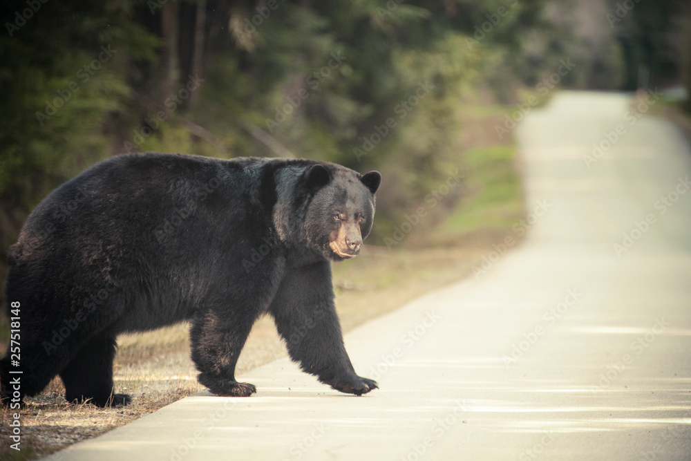 A large Black Bear crosses a paved road A large Black Bear crosses a paved road
