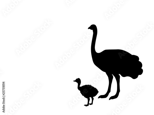 Ostrich bird black silhouette animal. Vector Illustrator.
