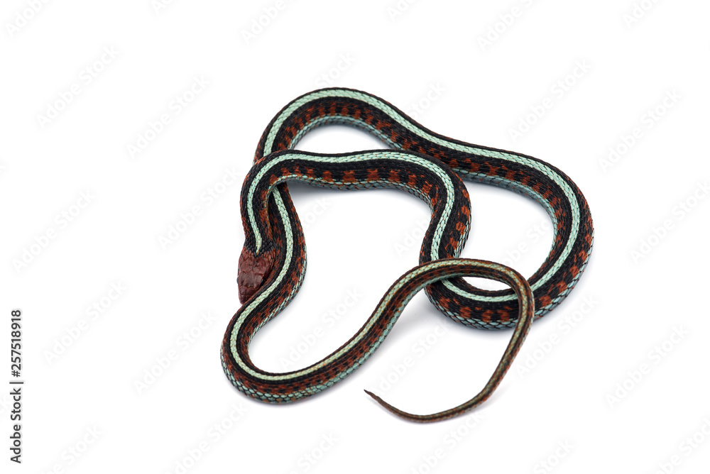 Eastern Garter Snake isolated on white background Eastern Garter Snake isolated on white background