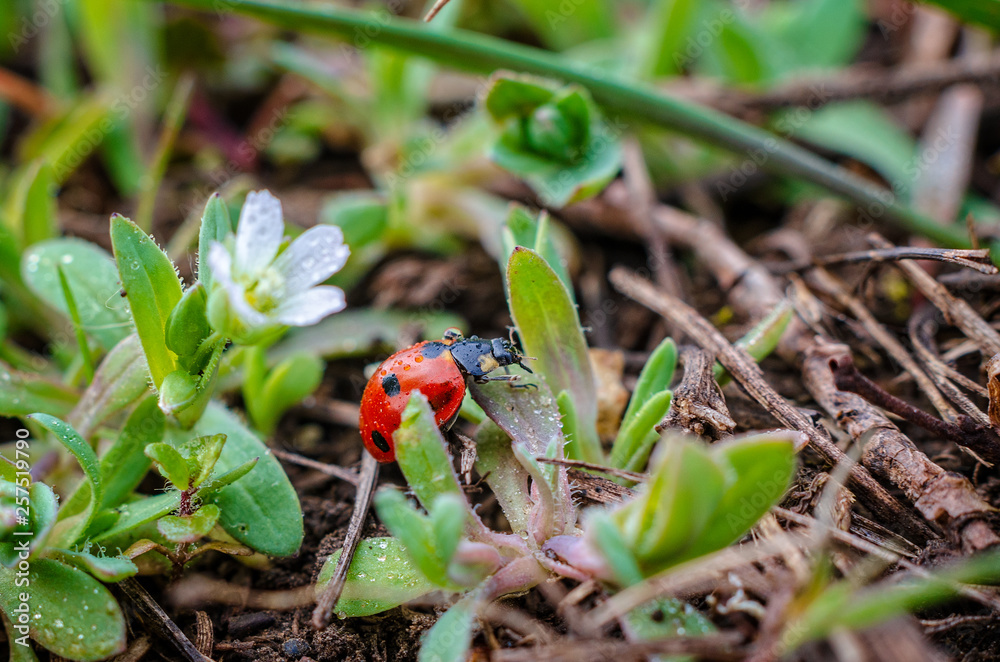 Obraz premium The first spring flowers. Insects.