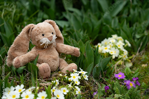 Plüsch Osterhase sitzt im Garten auf der Erde zwischen grünen Tulpenblättern und bunten Primeln. © Claudine