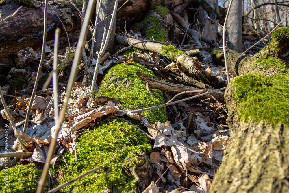 Town Thale, Harz with the tourist attractions Hexentanzplatz and Rosstrappe with wonderful hiking trails through forests with mossy trees Town Thale, Harz with the tourist attractions Hexentanzplatz and Rosstrappe with wonderful hiking trails through forests with mossy trees