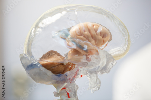 3D model of human brain with spinal cord.