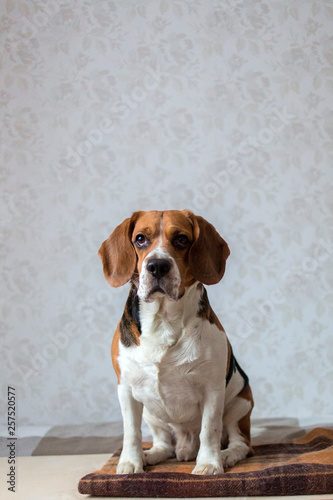 Portrait of a dog sitting on a dog bed