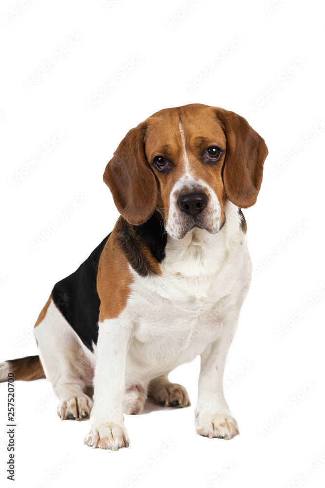 Portrait of a sitting dog isolated on whire
