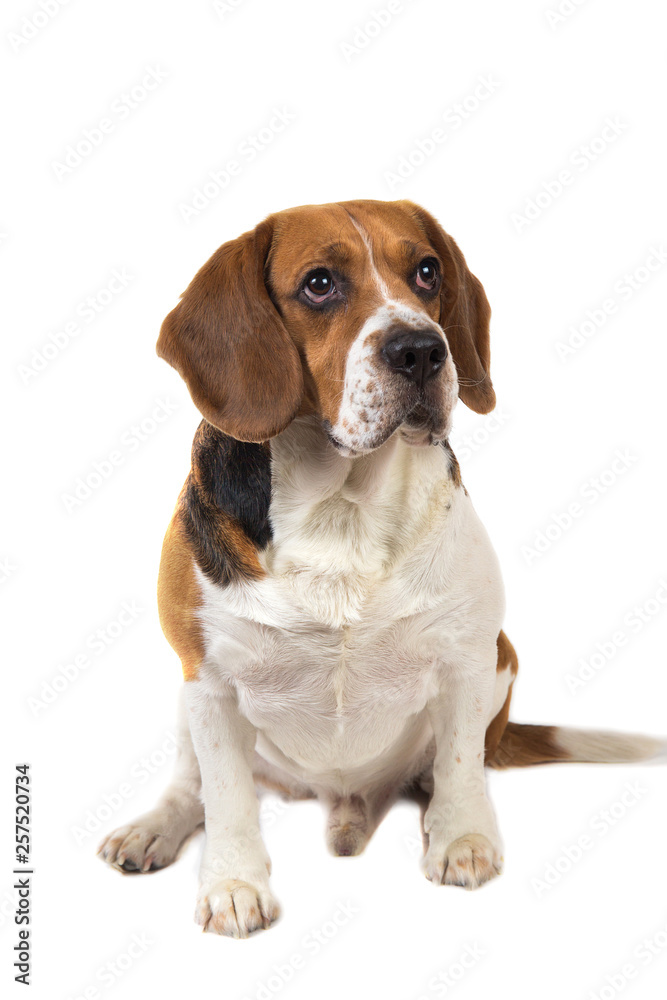 Portrait of a sitting dog isolated on whire Portrait of a sitting dog isolated on whire