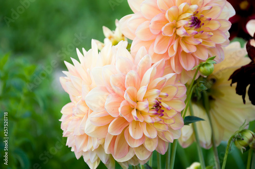 Beautiful large spherical gently pink-orange flowers of dahlias close-up against the background of green grass in the garden during the daytime. Dahlia, a genus of herbaceous plants of the Astro famil