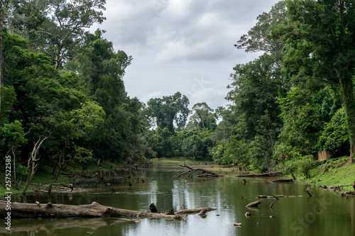 Lush jungle vegetation on the banks of a river in southeast Asia