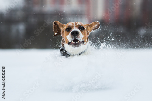 Fototapeta Naklejka Na Ścianę i Meble -  Portrait of a Beagle dog in winter. Snow is falling