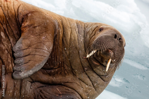 walrus' portrait, Odobenus, Rosmarus, Spitzbergen, Svalbard