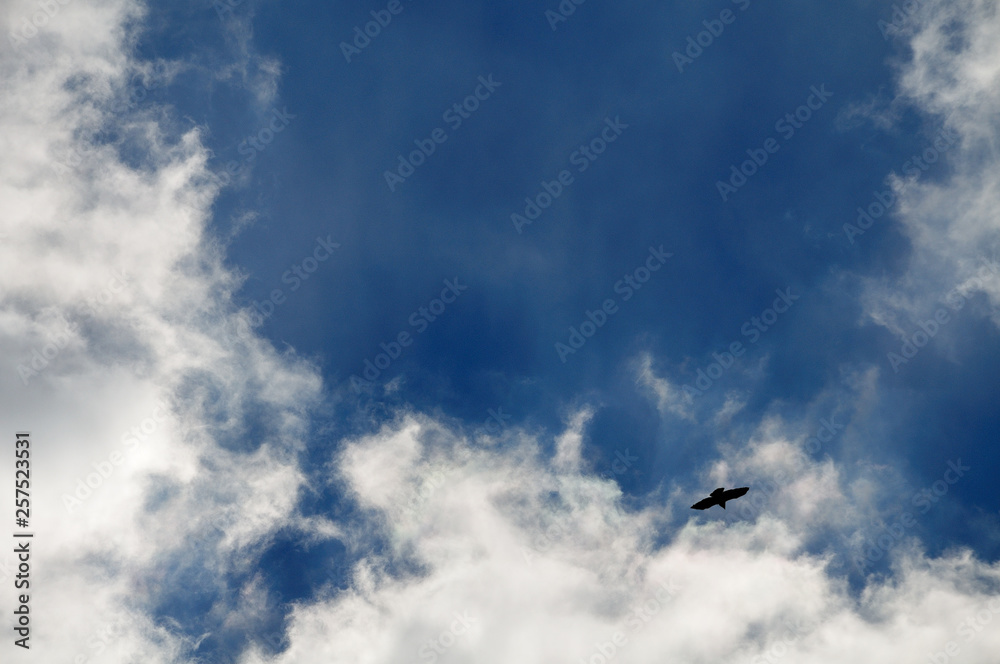 cloudy sky with silhouette of flying bird of prey