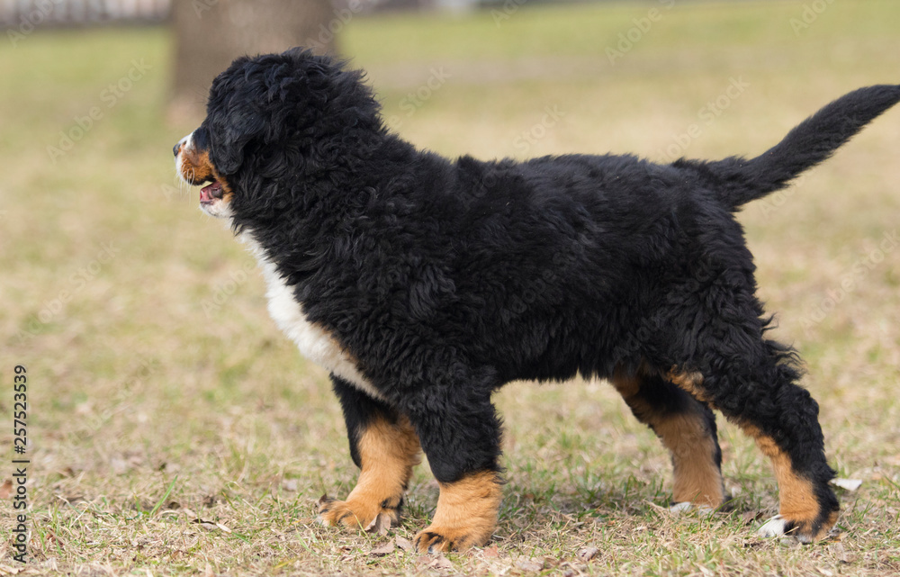 Bernese Mountain Dog puppy playing