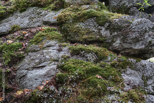 Rock covered with moss and other vegetation.