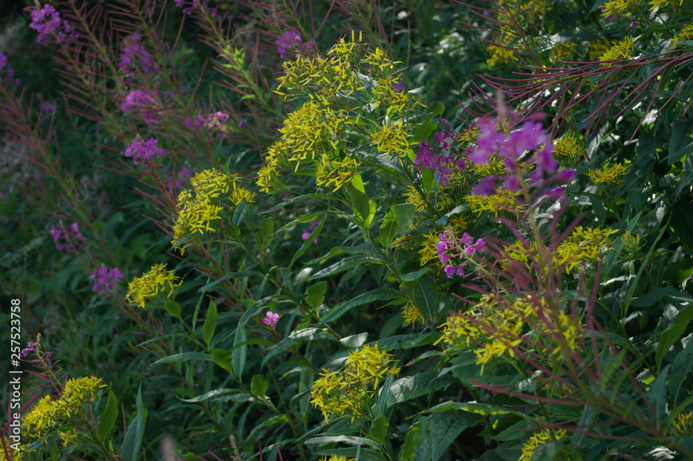 Fleurs d'été Fleurs d'été