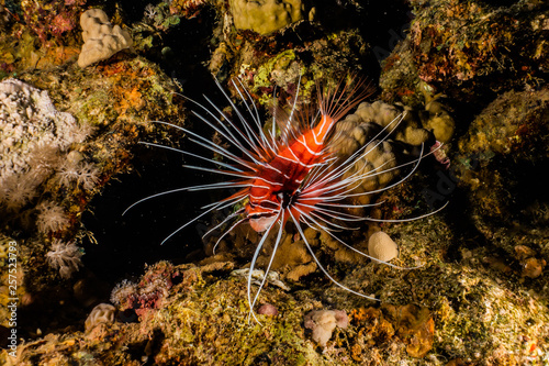 Lion fish in the Red Sea colorful fish, Eilat Israel