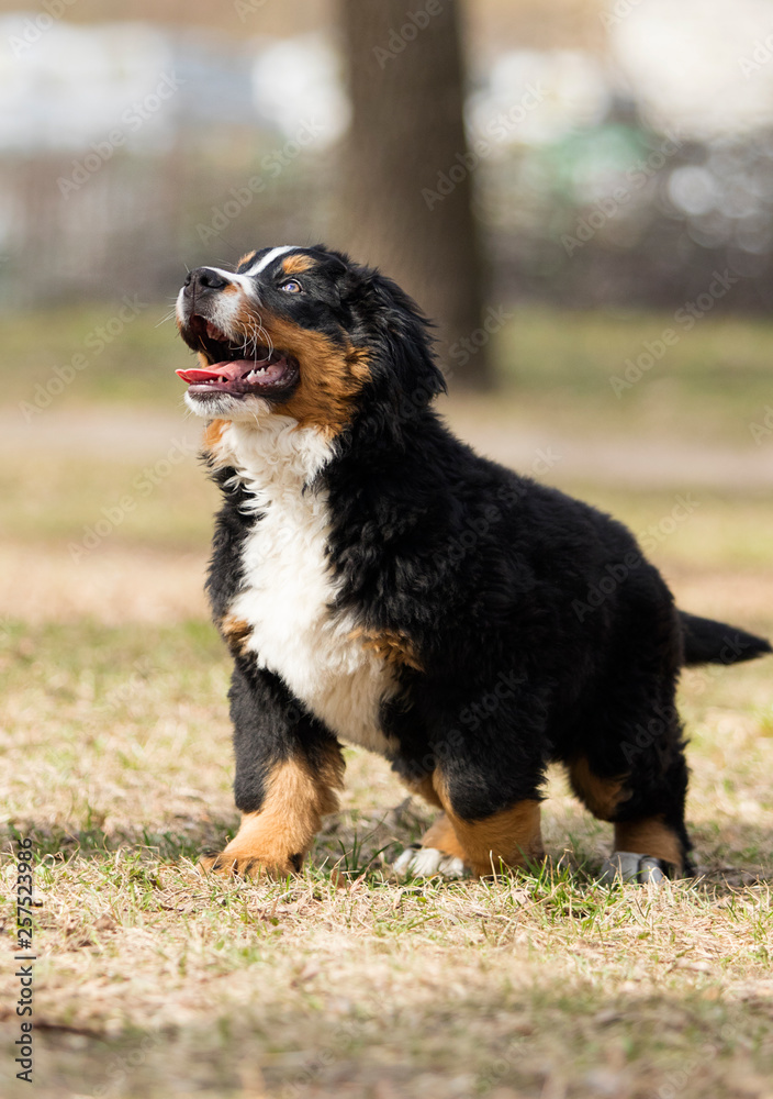 Bernese Mountain Dog puppy playing