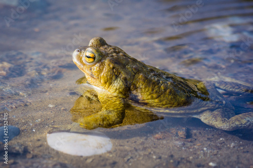 Kröte im Wasser photo