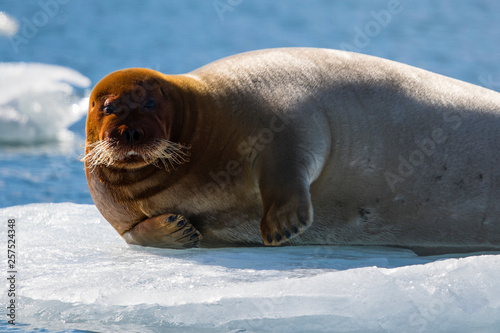 Bearded seal (Erignathus barbatus) photo