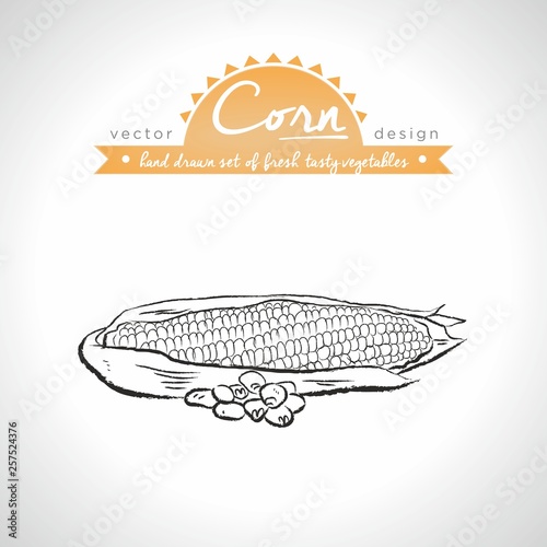 Maize. Hand drawn collection of vector sketch detailed fresh vegetables. Isolated  © s_ant